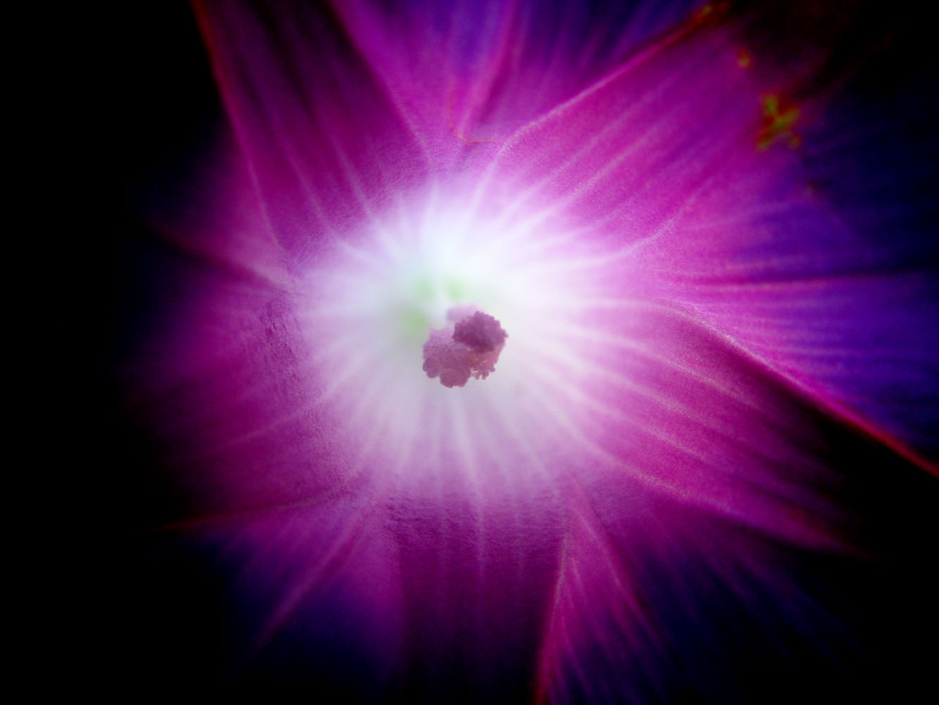 Изображение особи Ipomoea purpurea.