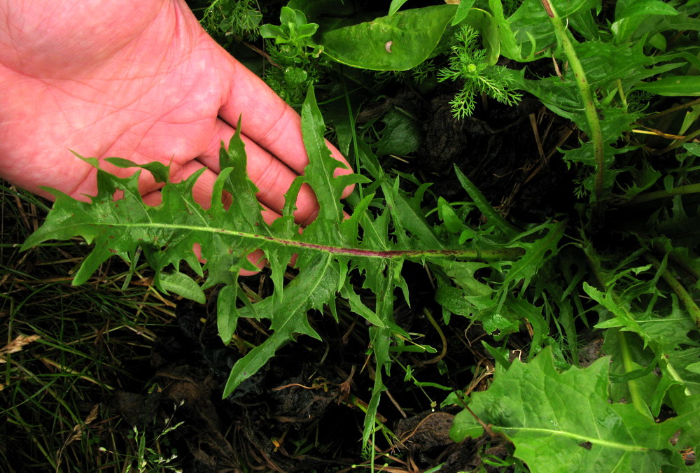 Image of genus Taraxacum specimen.