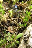 Myosotis ramosissima. Цветущее растение. Крым, Севастополь. 25 марта 2009 г.