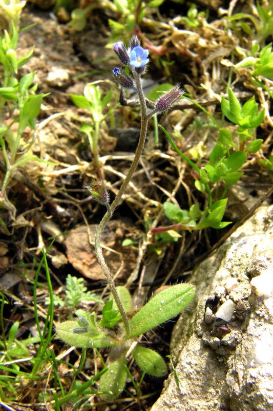 Изображение особи Myosotis ramosissima.