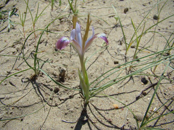 Image of Iris longiscapa specimen.