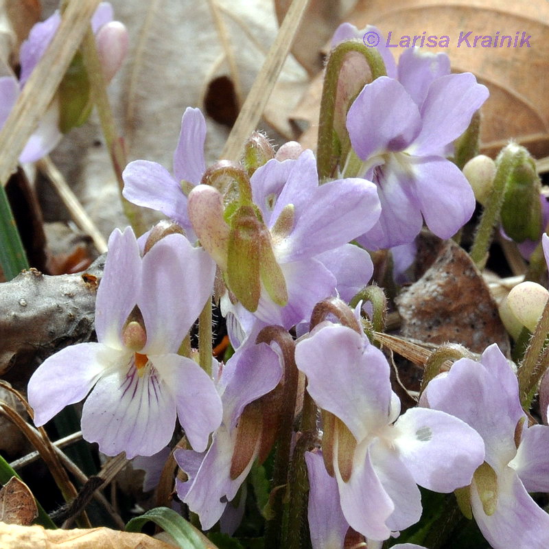 Image of Viola collina specimen.