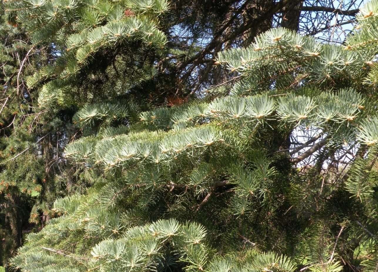 Изображение особи Pseudotsuga menziesii.