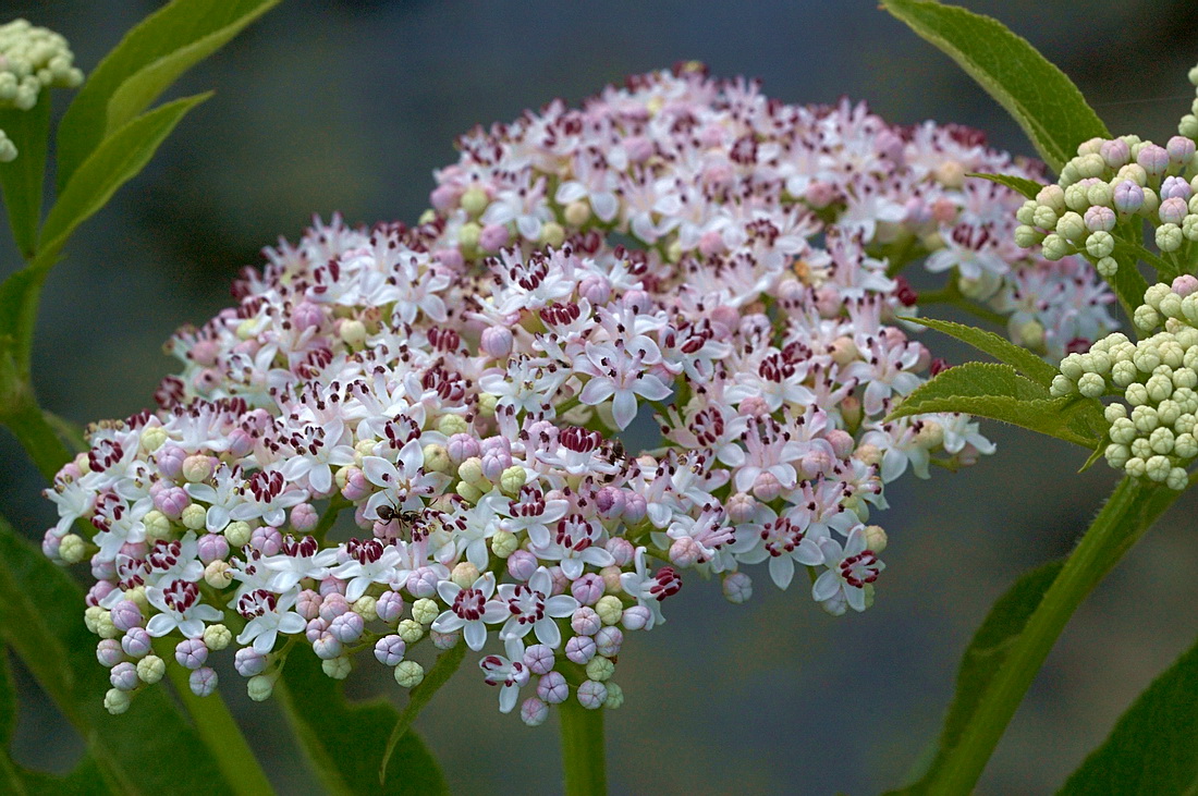 Изображение особи Sambucus ebulus.