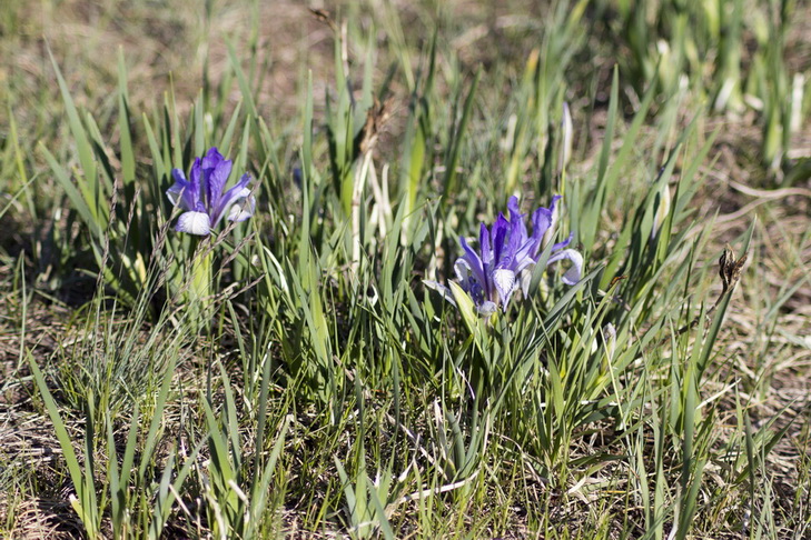 Изображение особи Iris biglumis.