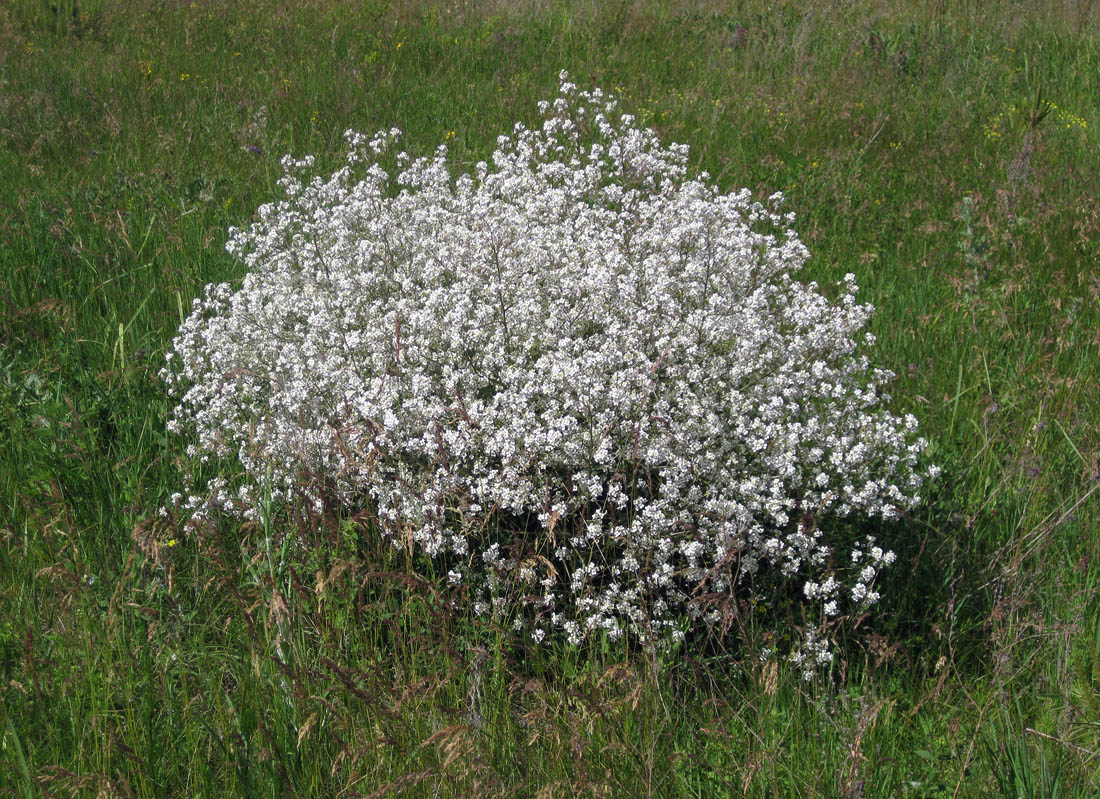 Image of Crambe tataria specimen.