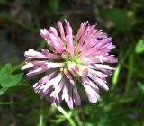 Trifolium pratense. Соцветие. Курская обл., г. Железногорск. 26 июля 2006 г.