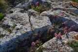 Amygdalus nana. Растения в скалах. Крым, Керченский п-ов, Приазовье, Караларская степь. 27.04.2012.