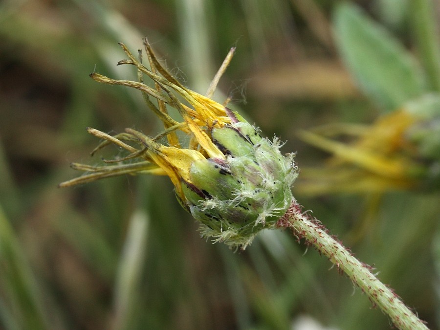 Image of Arctotheca calendula specimen.