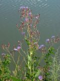 Lactuca tatarica. Верхушка растения. Крым, Севастополь, Инкерман, р. Чёрная. 1 июля 2012 г.