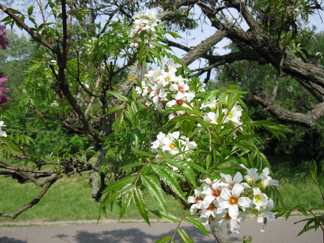 Image of Xanthoceras sorbifolium specimen.