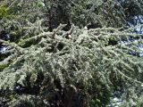 Cedrus libani. Средняя часть кроны с шишками. Австрия, Вена, Дворцовый парк Бурггартен. 17.06.2012.