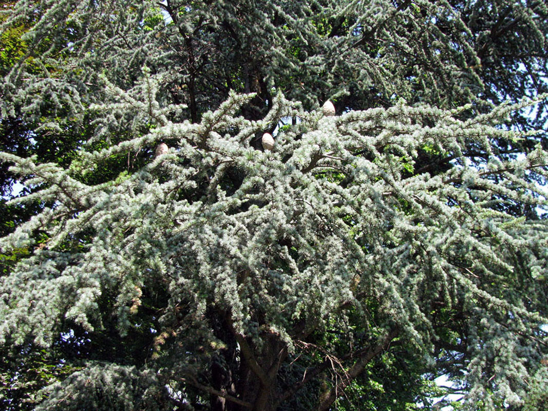 Image of Cedrus libani specimen.