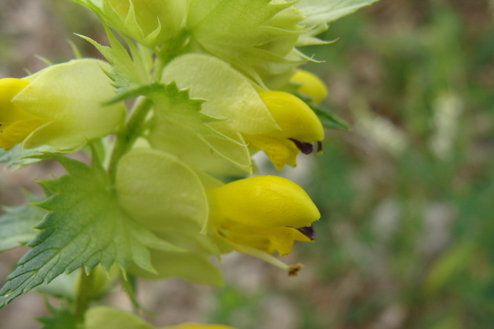 Изображение особи Rhinanthus aestivalis.