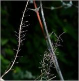 Arabis pendula. Соплодие с облетевшими плодами. Чувашия, г. Шумерля, ул. Репина. 31 июля 2012 г.