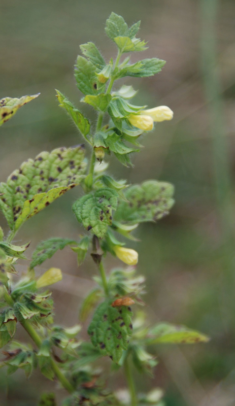 Image of Melissa officinalis specimen.