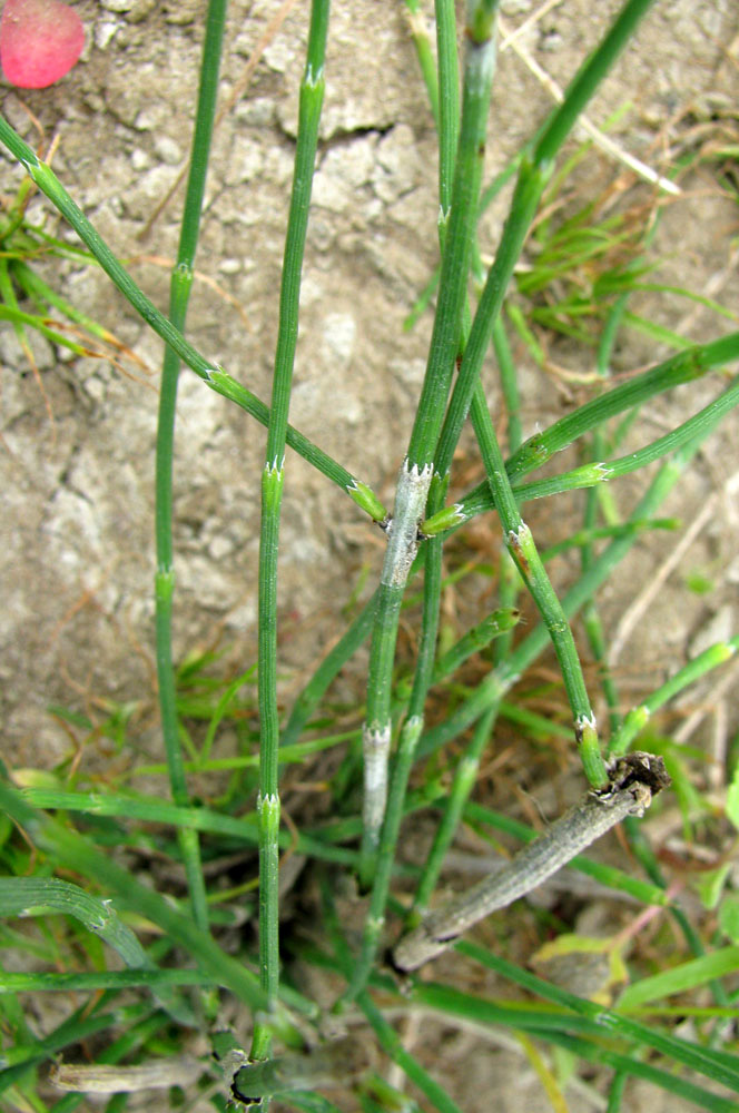 Изображение особи Equisetum ramosissimum.