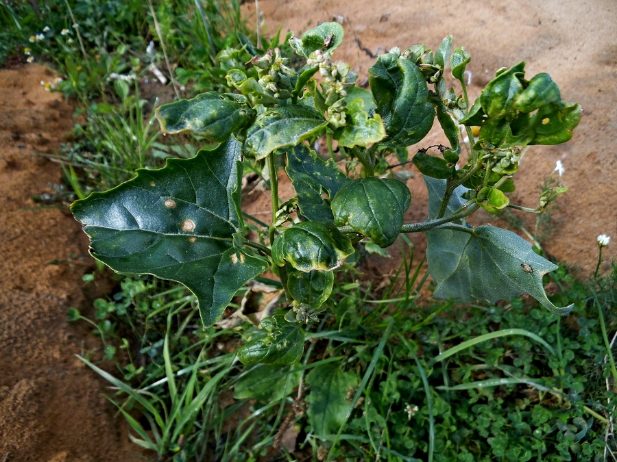 Image of Atriplex sagittata specimen.