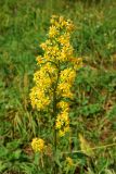 Solidago virgaurea