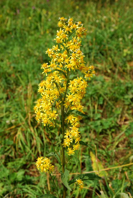 Image of Solidago virgaurea specimen.