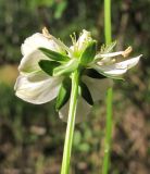 Parnassia palustris