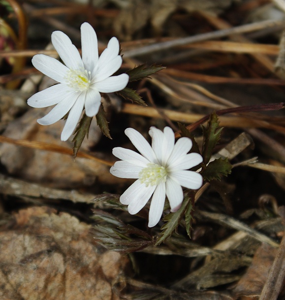 Изображение особи Anemone altaica.