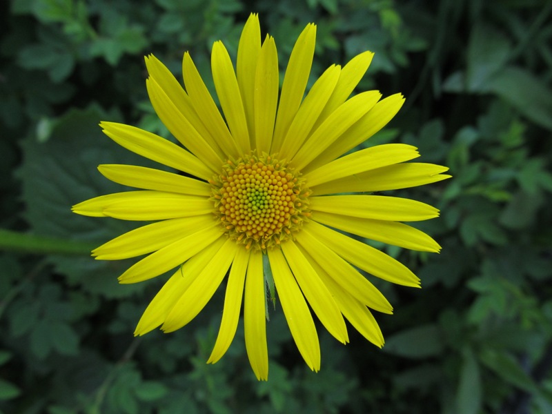 Image of Doronicum carpaticum specimen.