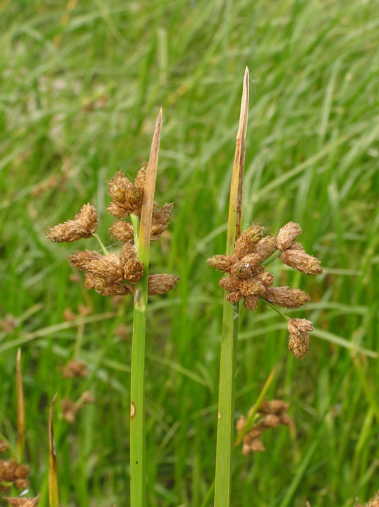 Image of Schoenoplectus triqueter specimen.