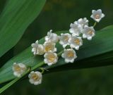 Convallaria majalis