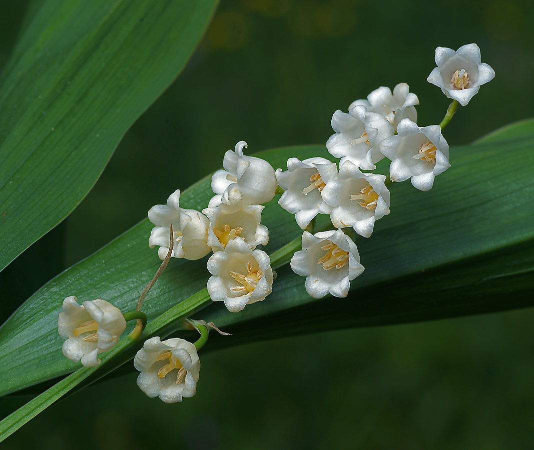 Изображение особи Convallaria majalis.