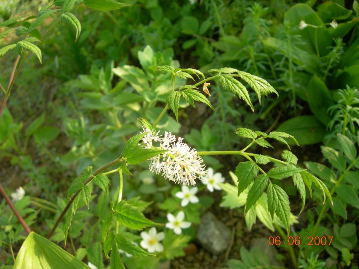 Image of Actaea erythrocarpa specimen.