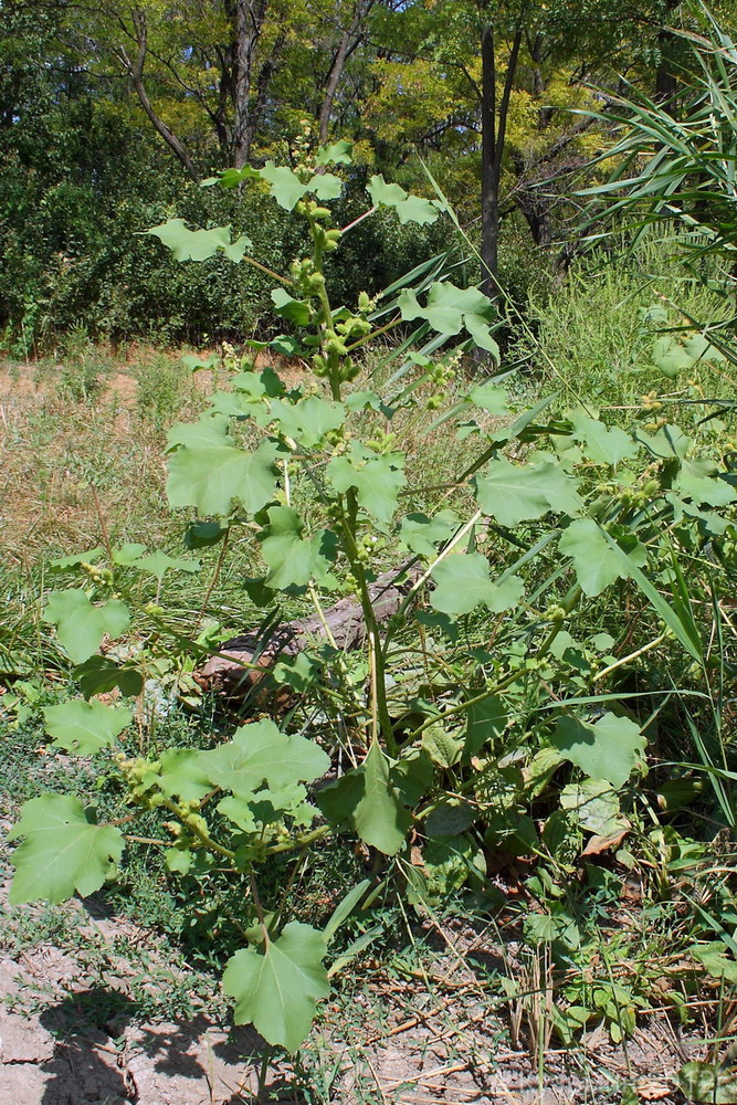 Image of Xanthium orientale specimen.