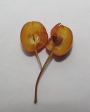 Malus sargentii