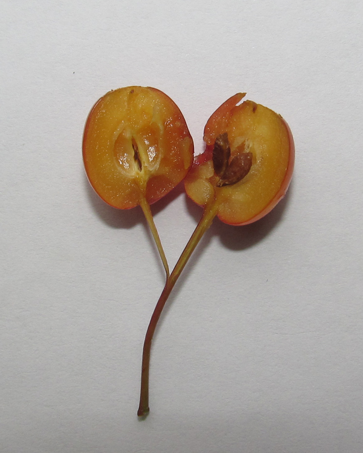 Image of Malus sargentii specimen.