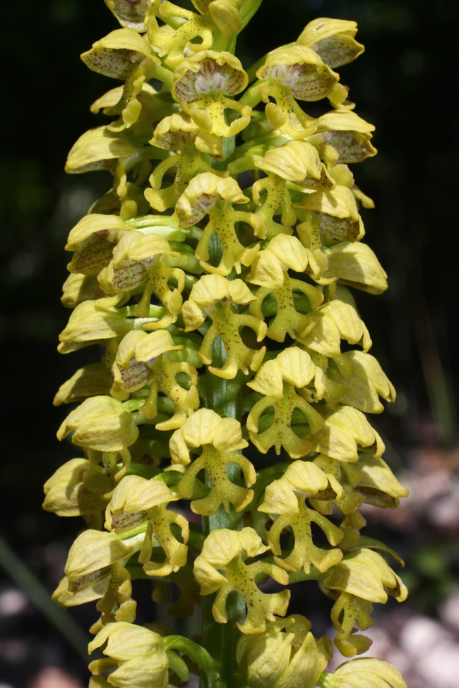 Изображение особи Orchis punctulata.