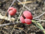 Ephedra distachya