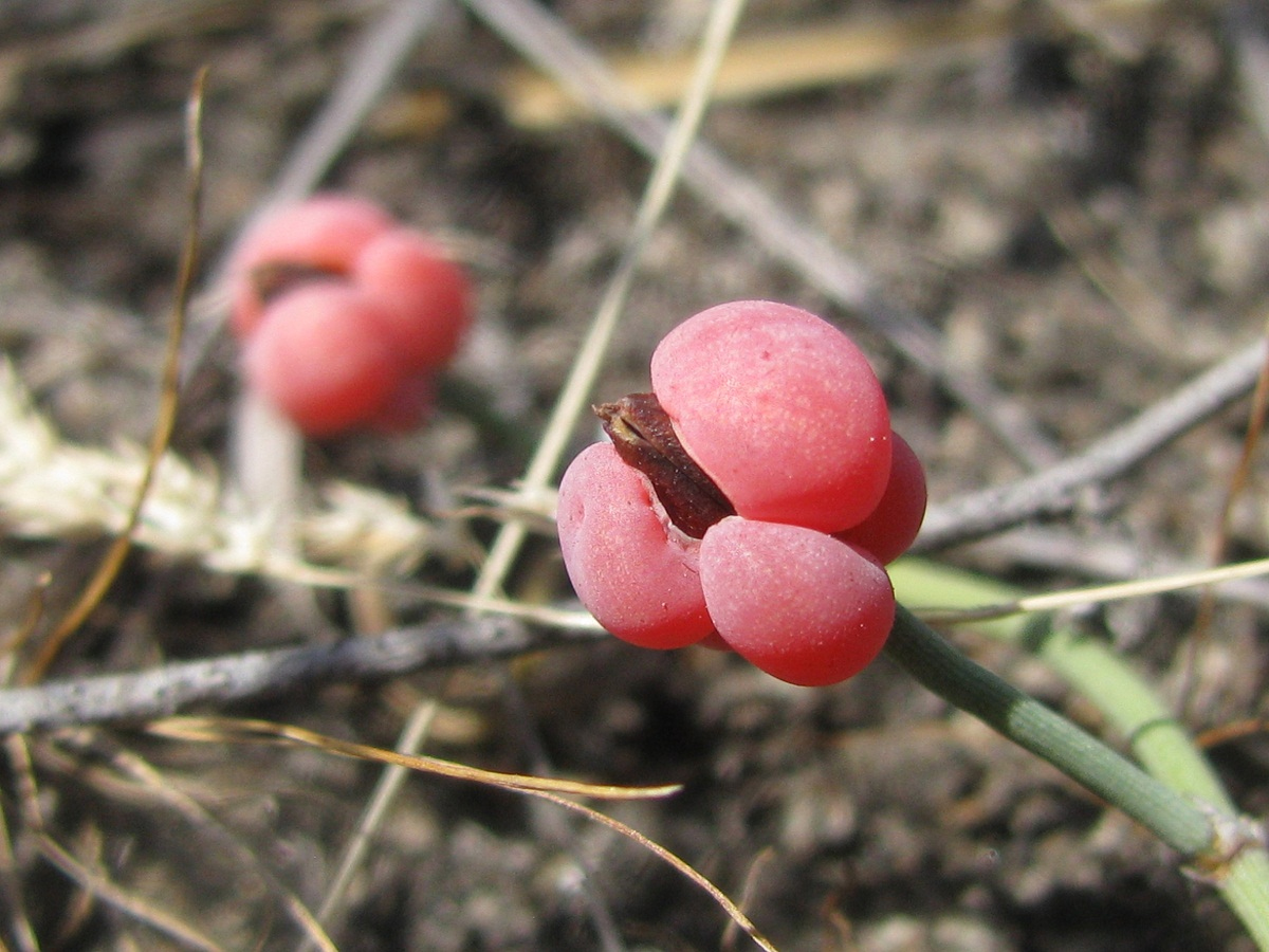 Image of Ephedra distachya specimen.