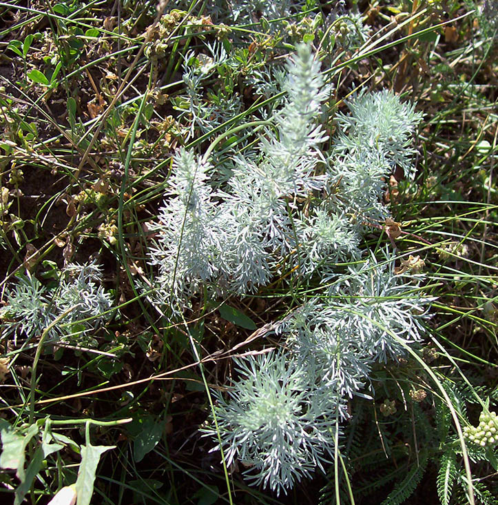 Image of Artemisia austriaca specimen.