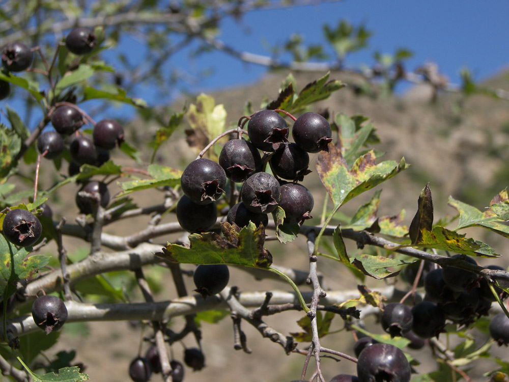 Image of Crataegus caucasica specimen.