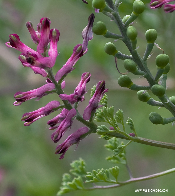 Изображение особи Fumaria officinalis.