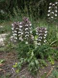 Acanthus spinosus