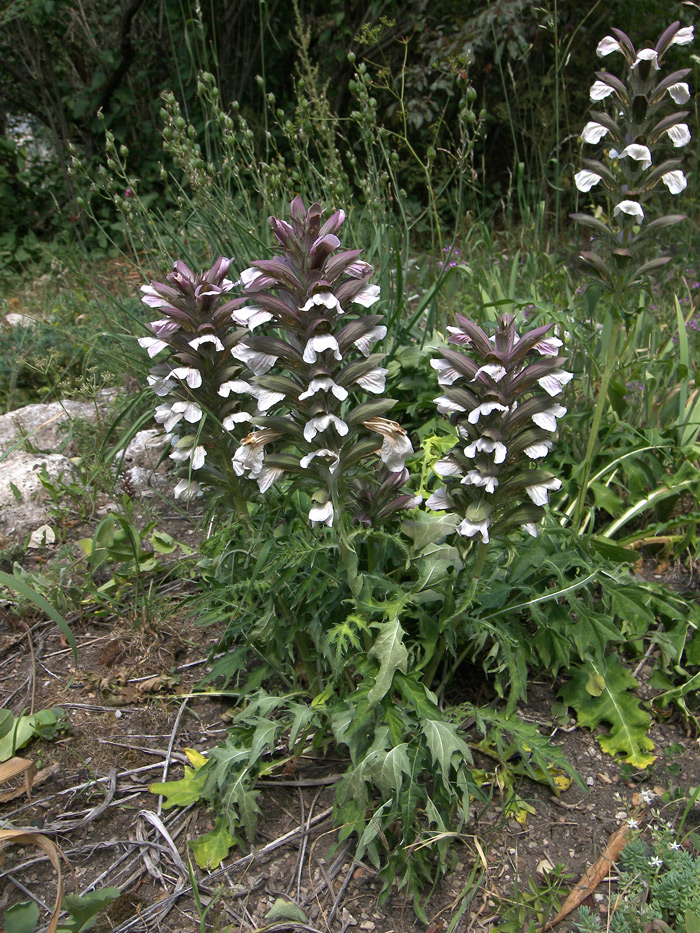 Изображение особи Acanthus spinosus.