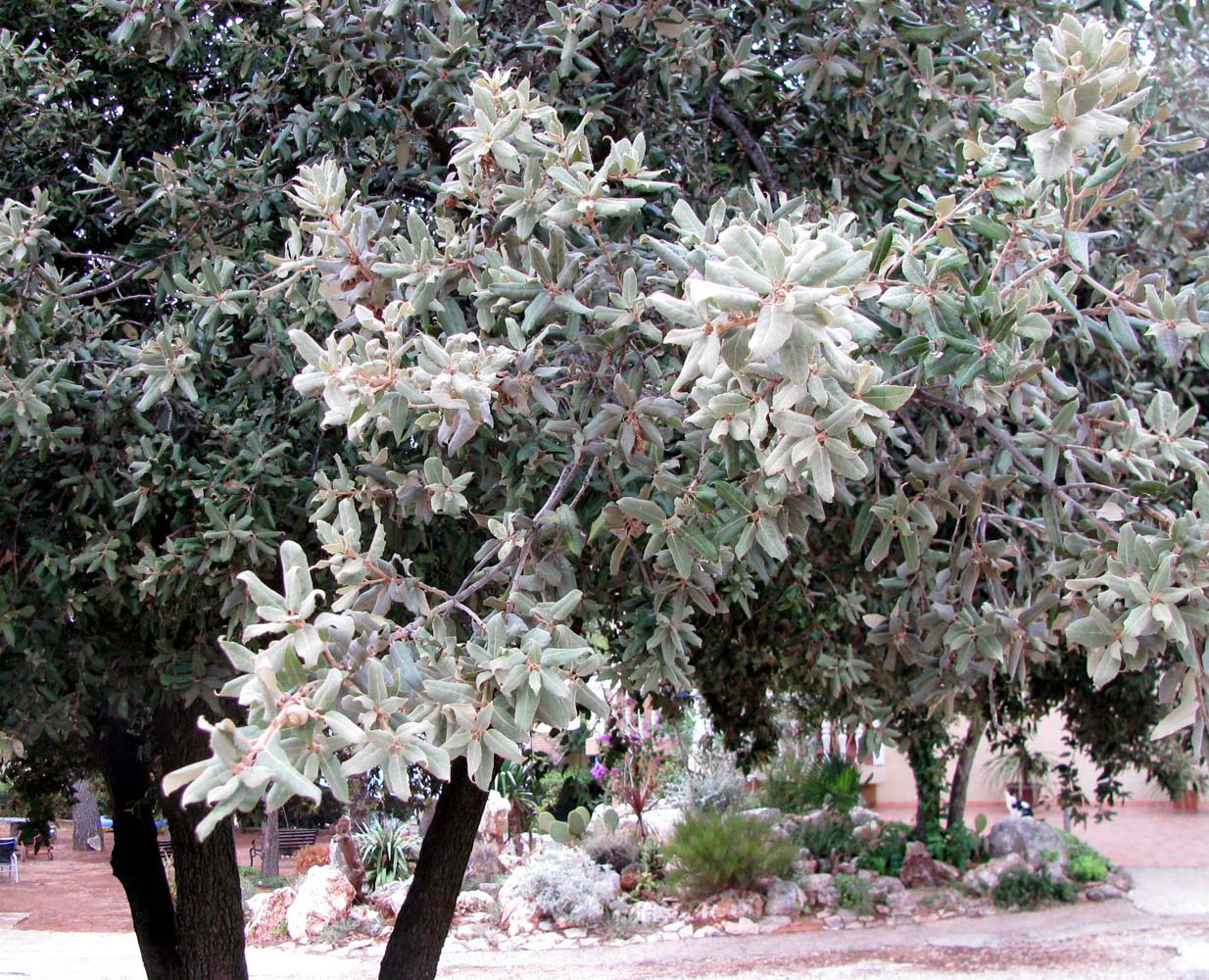 Изображение особи Quercus suber.