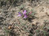 Astragalus subspecies ozjorensis