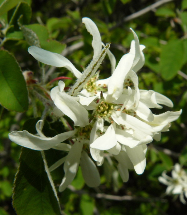 Image of Amelanchier ovalis specimen.