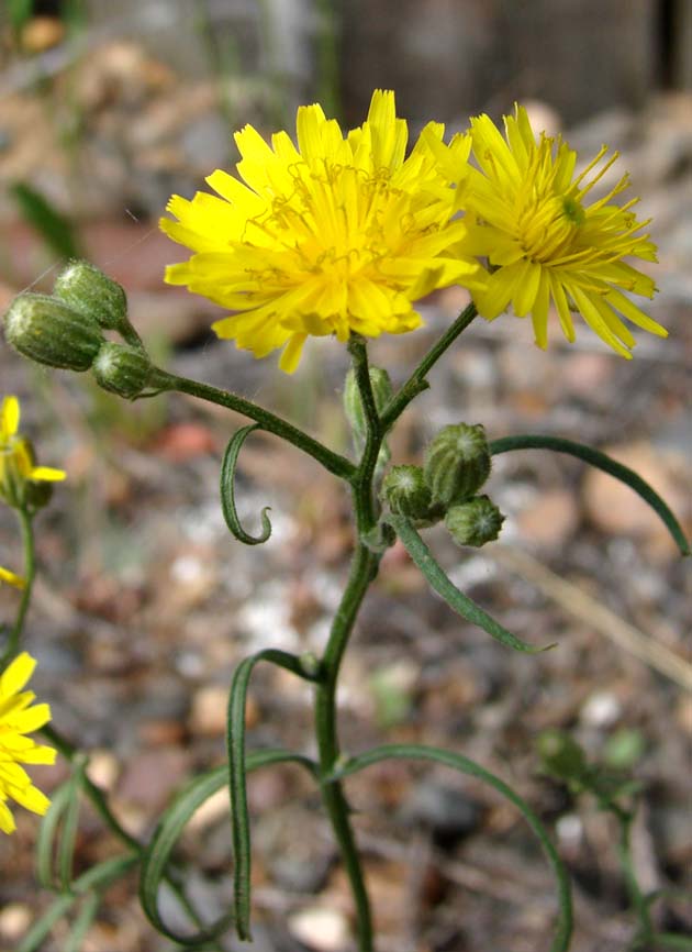 Изображение особи Crepis tectorum.