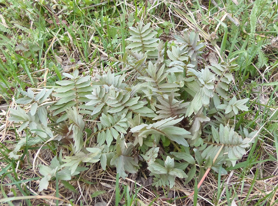 Изображение особи род Valeriana.