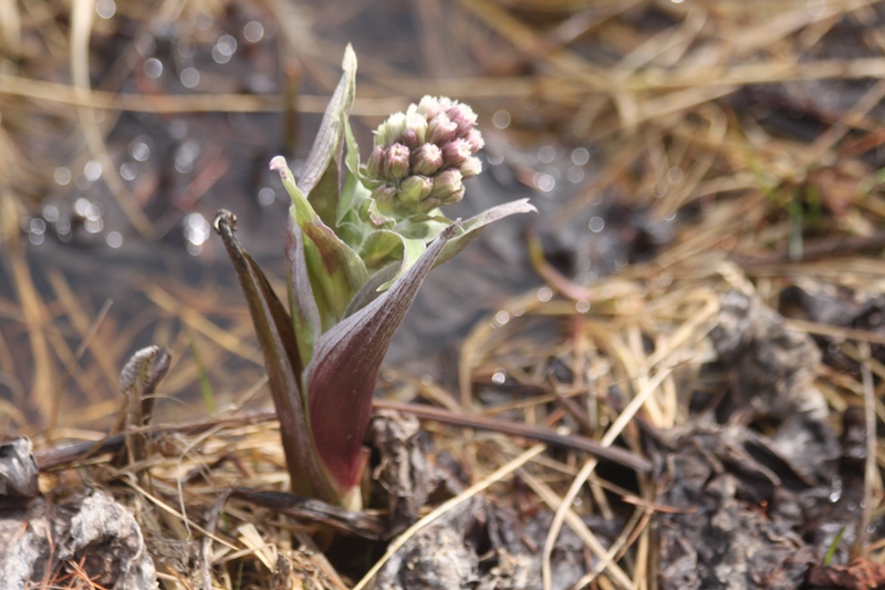 Изображение особи Petasites frigidus.