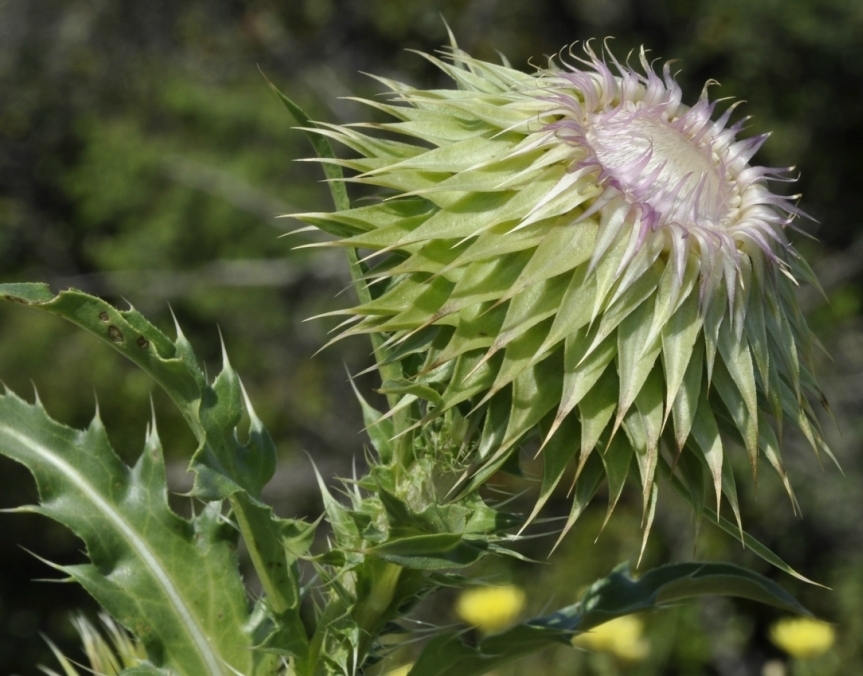 Image of Carduus nutans ssp. scabrisquamus specimen.