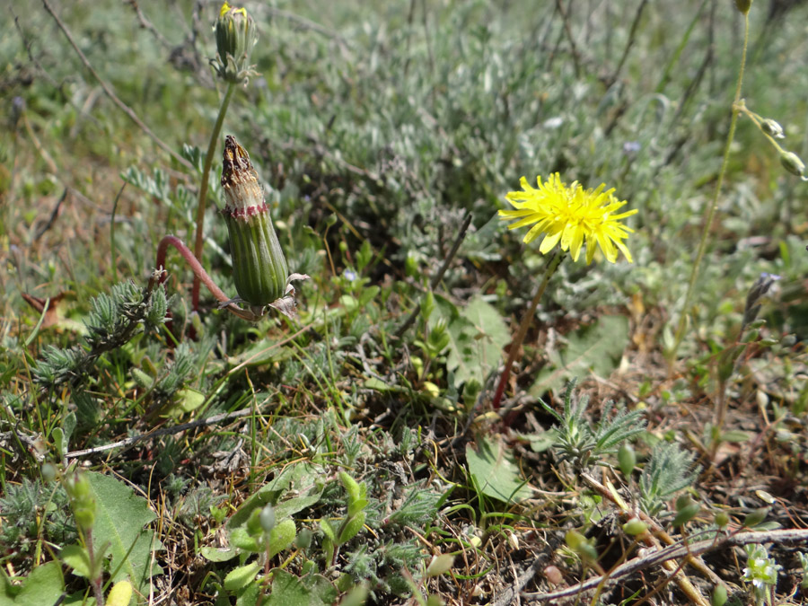 Изображение особи Taraxacum erythrospermum.